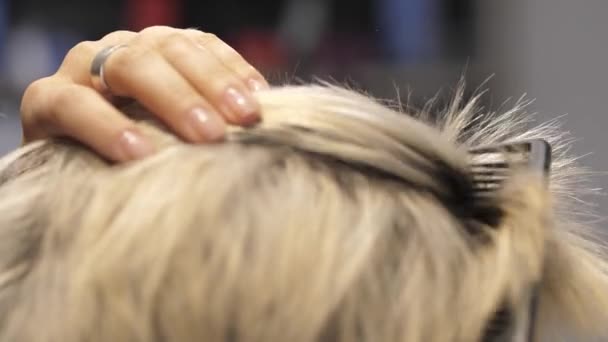 Un styliste dans un salon de coiffure vérifie les racines repousses d'une fille blonde — Video