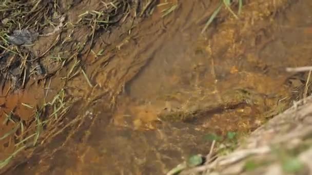 Lixo no reservatório. Poluição ambiental. Problemas do século XXI — Vídeo de Stock