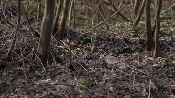 Basura en el bosque. Problemas ecológicos del siglo XXI . — Vídeos de Stock