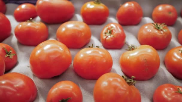 Tomates maduros en la tienda. Primer plano del tomate ecológico maduro — Vídeo de stock