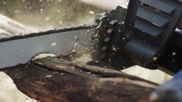 Electric chain saw cutting down a tree. Close-up. Slow the 4K. — Stock Video