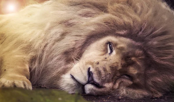 Рестинг белого льва — стоковое фото