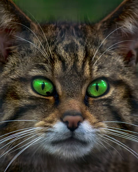 スコットランドの野生の猫 — ストック写真