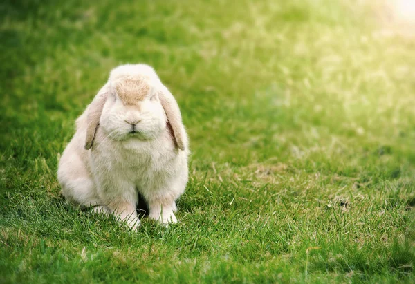 Bunny with floppy ears sitting in the green grass — Stock Photo, Image