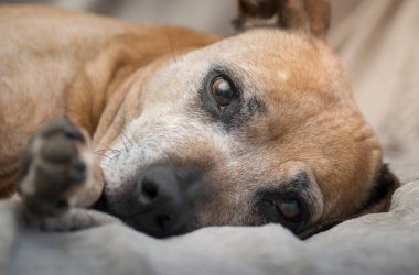 Kıdemli Personel Köpeği 'nin yakın plan portresi.