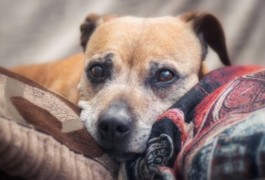 Kıdemli Personel Köpeği 'nin yakın plan portresi.