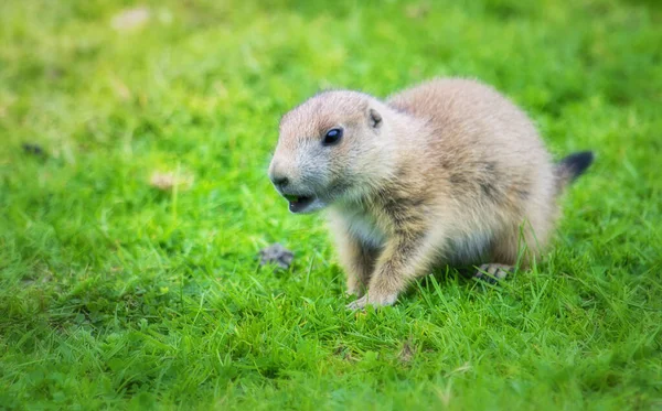 Cute piesek preriowy dziecko spacery w trawie — Zdjęcie stockowe