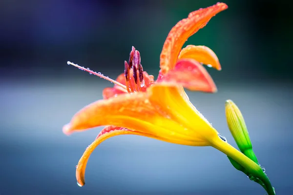 Primer plano de lirio naranja brillante con gotas de lluvia floreciendo —  Fotos de Stock