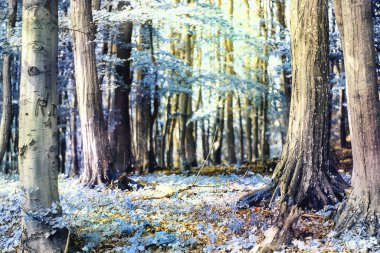 Büyülü orman manzarası masmavi renkler ve ağaçların arasından süzülen güneş