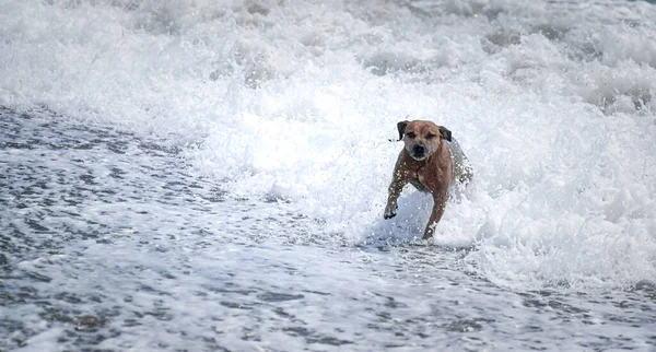 Staffordshire Touro Terrier Cão Correndo Nas Ondas Mar — Fotografia de Stock