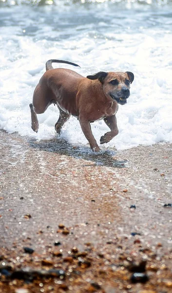海を楽しむスタッフォードシャー牛のテリア犬 — ストック写真