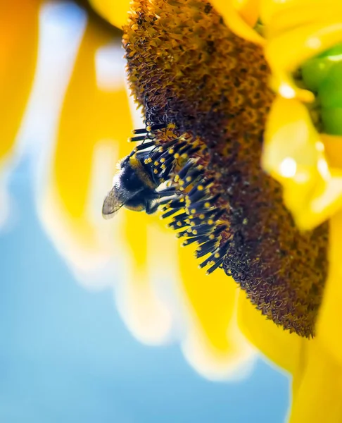 Bourdon Assis Sur Grand Tournesol Jaune Mûr — Photo