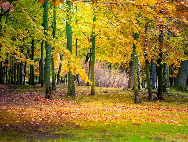 Paisaje Frondoso Bosque Con Bonitas Hojas Color Otoñal —  Fotos de Stock