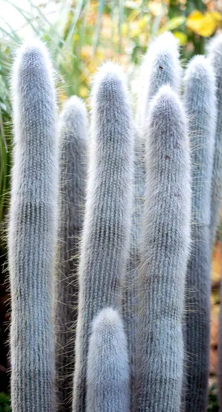 Una Fila Plantas Cactus Delgado Alto Jardín — Foto de Stock