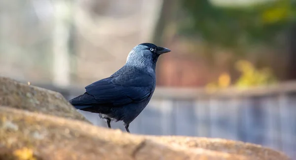 Bild Eines Dohlenvogels Mit Verschwommenem Hintergrund — Stockfoto