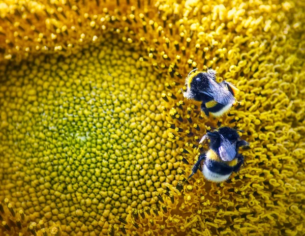 Zwei Hummeln krabbeln auf einer großen Sonnenblume — Stockfoto