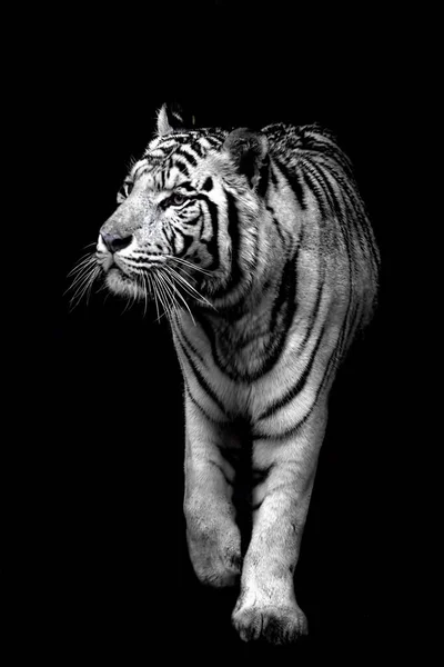 Fehér tigris jön ki a sötétségből — Stock Fotó