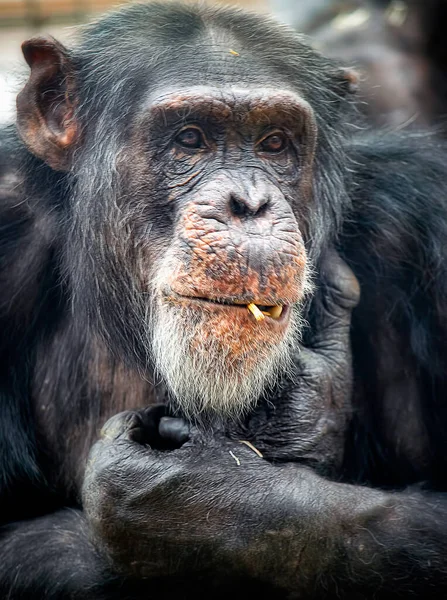 Retrato Cerca Chimpancé Completamente Crecido Comiendo — Foto de Stock