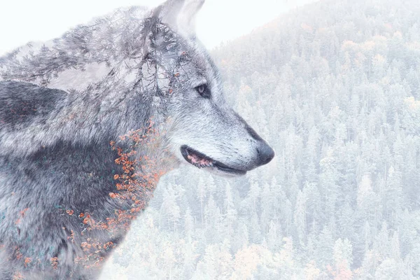 Double Exposure Image Grey Wolf Forest — Stock Photo, Image