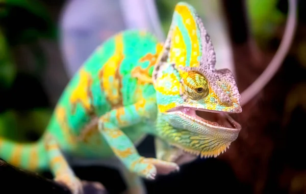 Zbliżenie Portret Kolorowego Kameleona — Zdjęcie stockowe