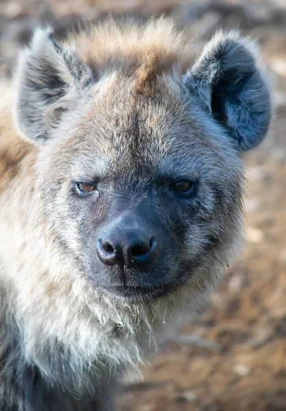Skvrnitý Africký Hyena Detailní Portrét — Stock fotografie
