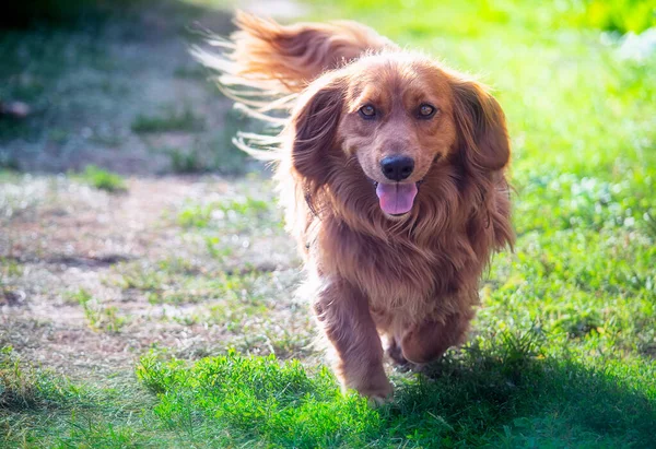 屋外で走る長髪のダックスフント犬 — ストック写真