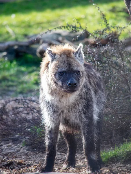 Spatřena Hyena Přírodě — Stock fotografie