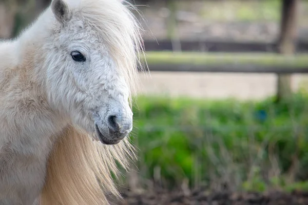 Bílý Shetland Poník Detailní Portrét — Stock fotografie