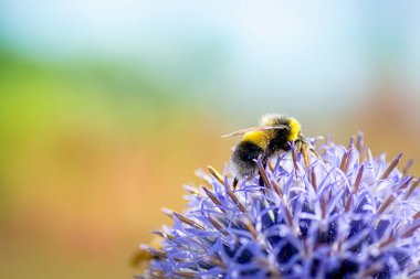 Çizgili yaban arısı bir çiçekten nektor topluyor.