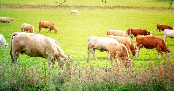 Vacas Pastando Campo — Foto de Stock