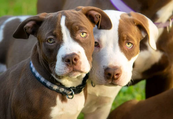 二つのミニチュアアメリカのブルドッグ子犬 — ストック写真