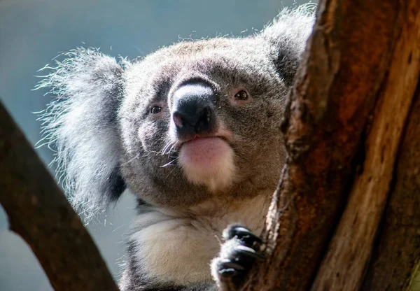 Portret uroczego misia koala na drzewie — Zdjęcie stockowe