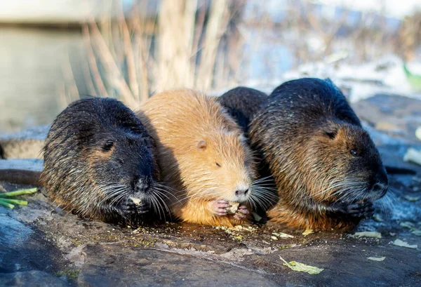Tres roedores nutria alimentándose cerca del río — Foto de Stock