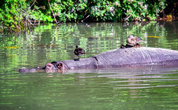 Hipopotam Rzece Kaczkami — Zdjęcie stockowe