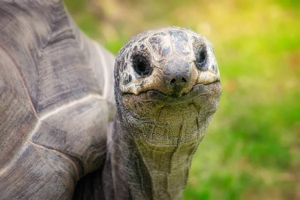 Portrait Une Tortue Géante Aldabra — Photo