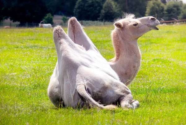 白斑马骆驼躺在田野上 — 图库照片