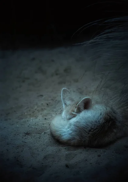 Fennec Αλεπού Κοιμάται Νύχτα — Φωτογραφία Αρχείου