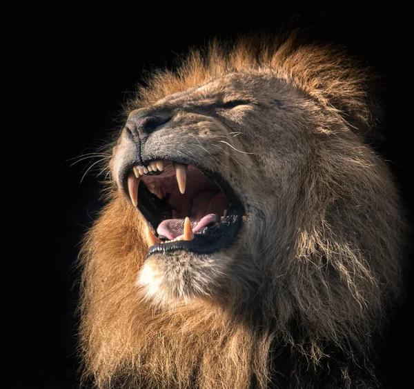 Lion Rugissant Isolé Sur Fond Noir — Photo