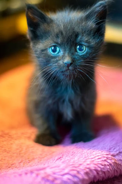 Potret anak kucing hitam kecil duduk — Stok Foto