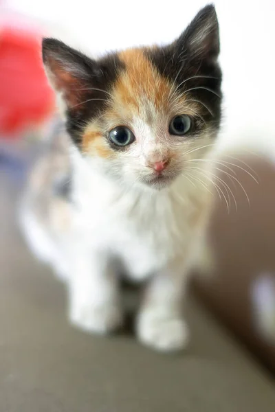 Retrato de un lindo gatito de tortuga — Foto de Stock