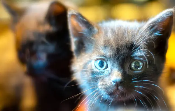 Kucing hitam kecil yang lucu melihat ke kamera — Stok Foto