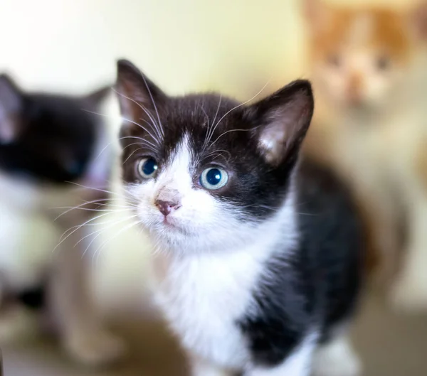 Potret Anak Kucing Hitam Dan Putih — Stok Foto
