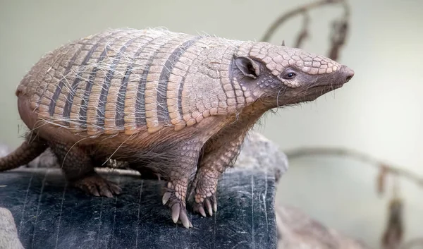 Cute six banded armadillo in the zoo — Stock Photo, Image