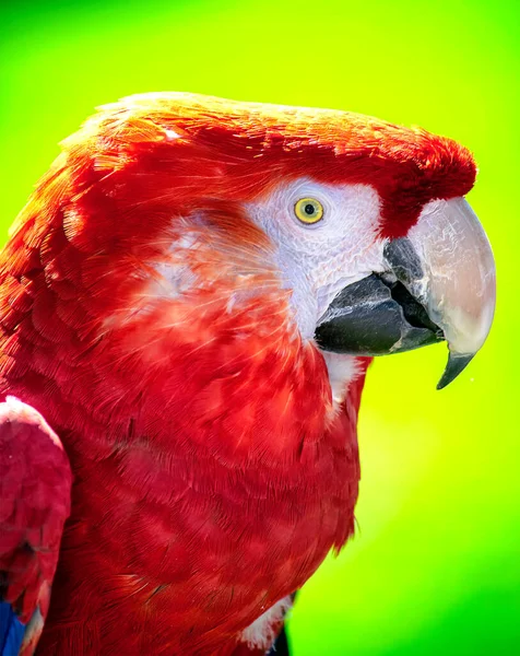 Scarlatto Pappagallo Ara Contro Uno Sfondo Giallo Verde Pianura — Foto Stock