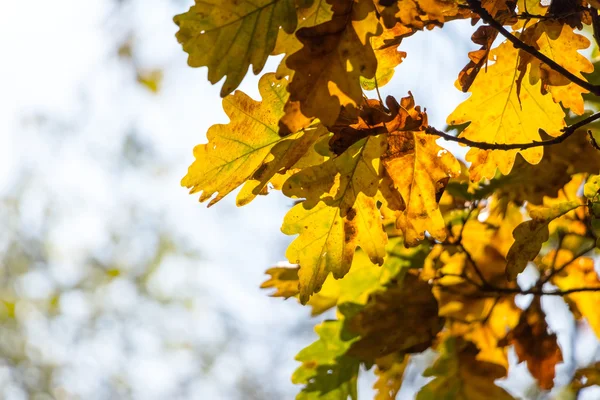 Foglie di quercia autunnale colorate con sfondo sfocato — Foto Stock