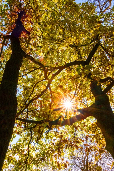 Caída en el bosque —  Fotos de Stock