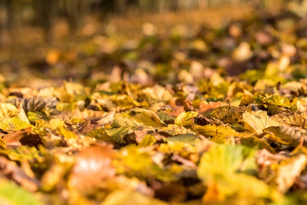 Detail farbenfroher abgefallener Buchenblätter — Stockfoto