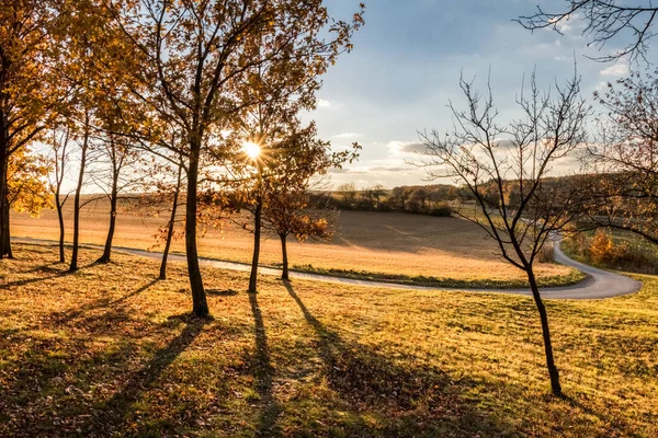 Дорога через солнечный осенний вечерний пейзаж с красочным деревом — стоковое фото