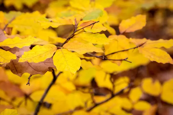 Dettaglio da foresta autunnale con foglie di faggio giallo — Foto Stock