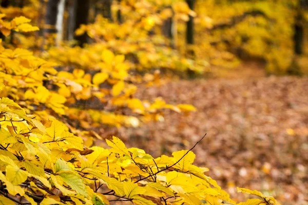 Jesienny Las z żółtych liści i niewyraźne tło — Zdjęcie stockowe